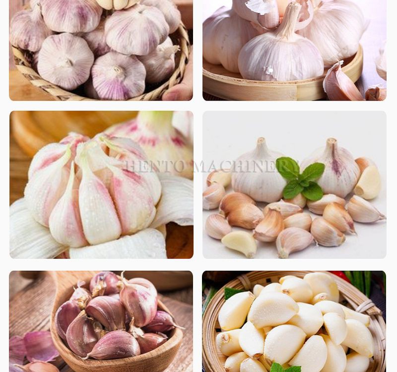 automatic garlic peeling line(001)