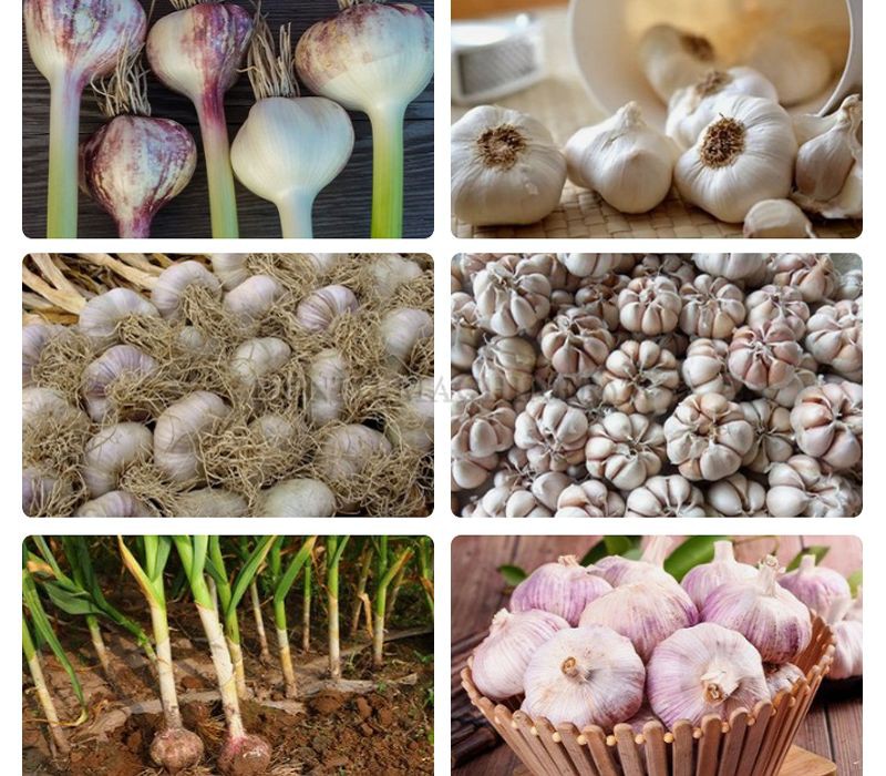 Garlic Root Cutting Equipment001 Garlic Root Cutting Equipment001