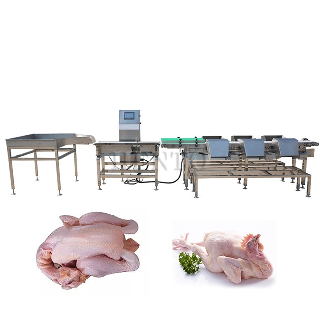 Chicken Grading Machine