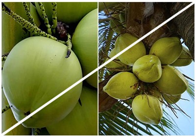 Why is it said that coconuts are full of treasures?