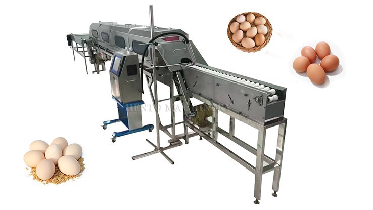 Egg Grading Egg Grading