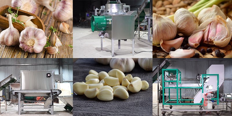 garlic color sorter 5