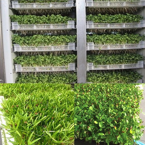 Bean Sprout Maker Machine 2 Bean Sprout Maker Machine 2