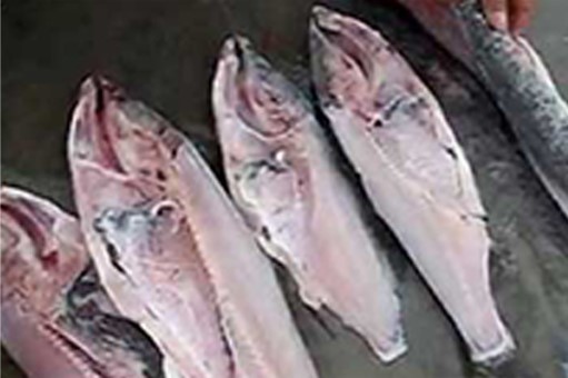 fish processing plant fish processing plant