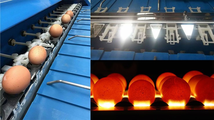 Egg Grader Machine