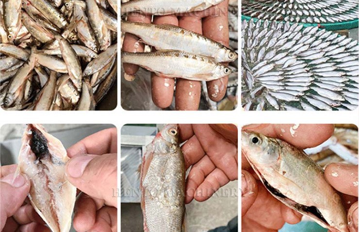 Fish Cleaning Machine
