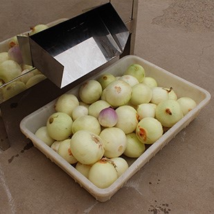 onion peeling machine 4 onion peeling machine 4