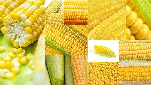 sweet corn machine sweet corn machine