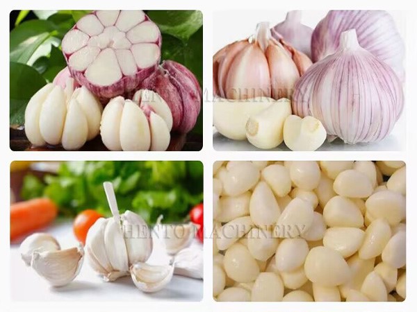 Garlic Production Line Garlic Production Line