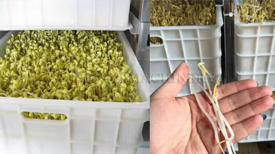 Soybean Sprouting Machine