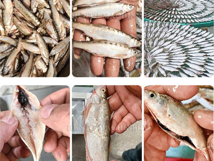 Fish Guts Removing Machine