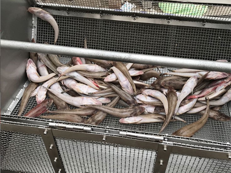 Fish Scale Remover Machine