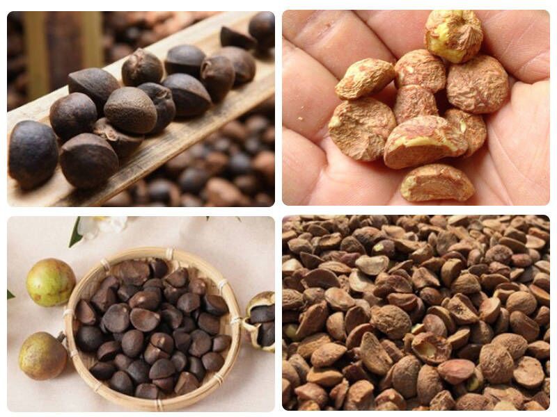 Camellia Tea Seed Sheller Camellia Tea Seed Sheller