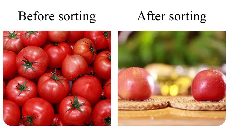 Tomato Sorting Grading Machine Tomato Sorting Grading Machine