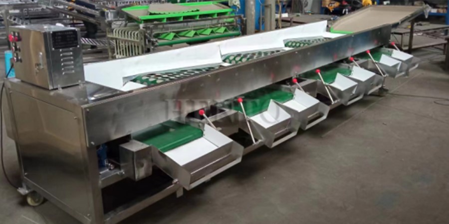 fruit sort machinery