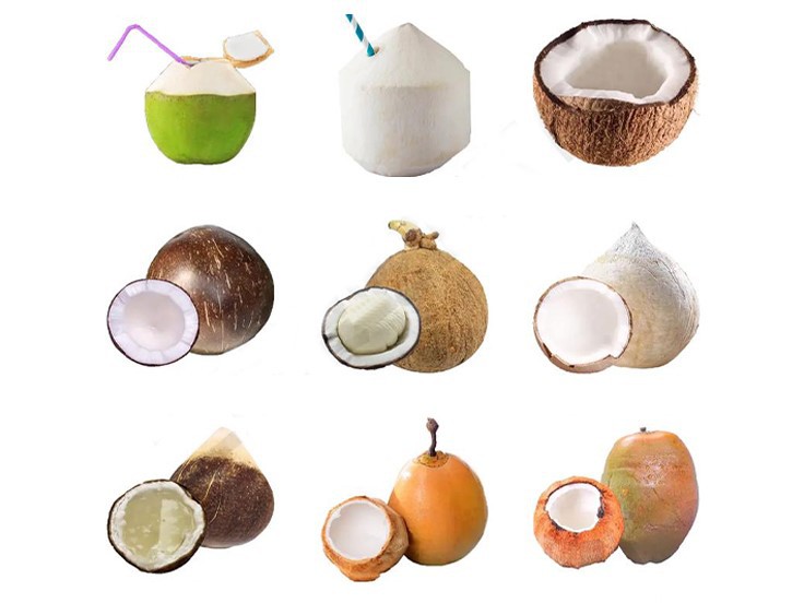 Cut Coconut Cut Coconut