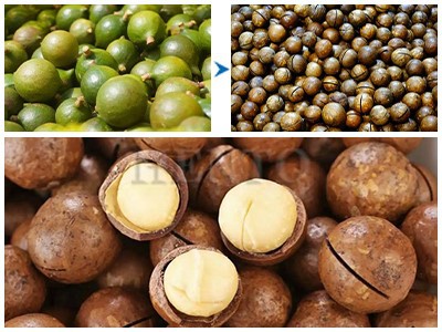 Macadamia Nuts Machine Macadamia Nuts Machine