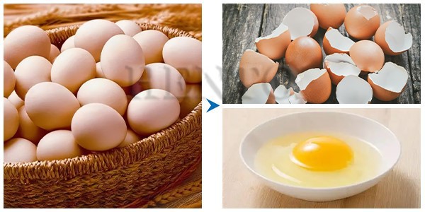 Egg Shell Separator