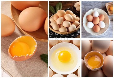 Egg Cracking Breaking Machine Egg Cracking Breaking Machine